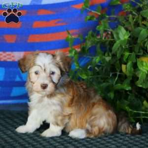 Fern, Havanese Puppy