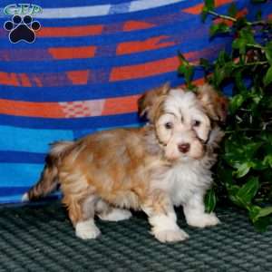 Fern, Havanese Puppy