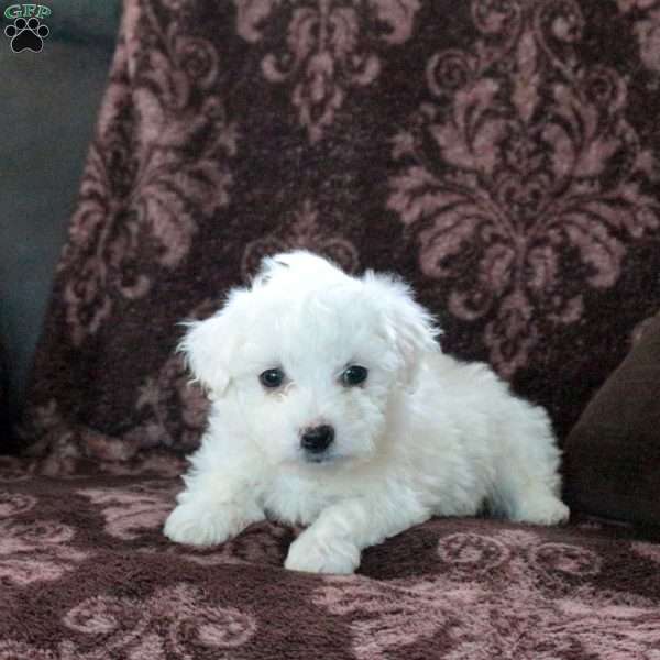 Fido, Bichon Frise Puppy
