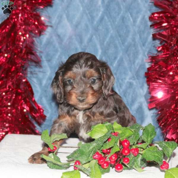 Fido, Cockapoo Puppy