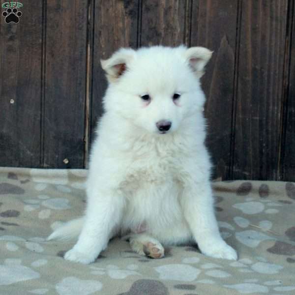 Fido, German Shepherd Mix Puppy