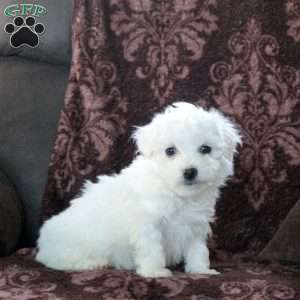 Fido, Bichon Frise Puppy