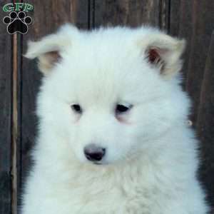 Fido, German Shepherd Mix Puppy