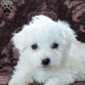 Fido, Bichon Frise Puppy