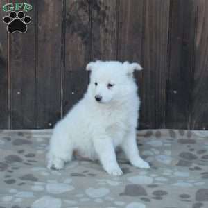 Fido, German Shepherd Mix Puppy