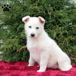 Fifi, German Shepherd Puppy