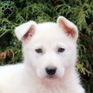 Fifi, German Shepherd Puppy