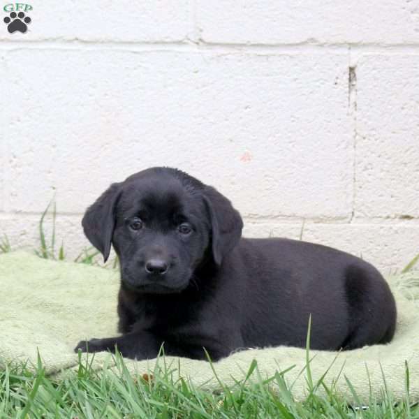 Fig, Black Labrador Retriever Puppy