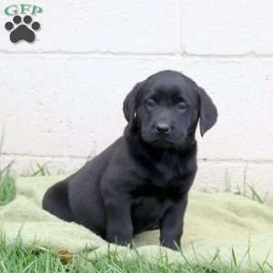 Fig, Black Labrador Retriever Puppy