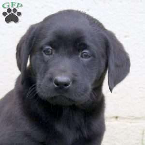 Fig, Black Labrador Retriever Puppy