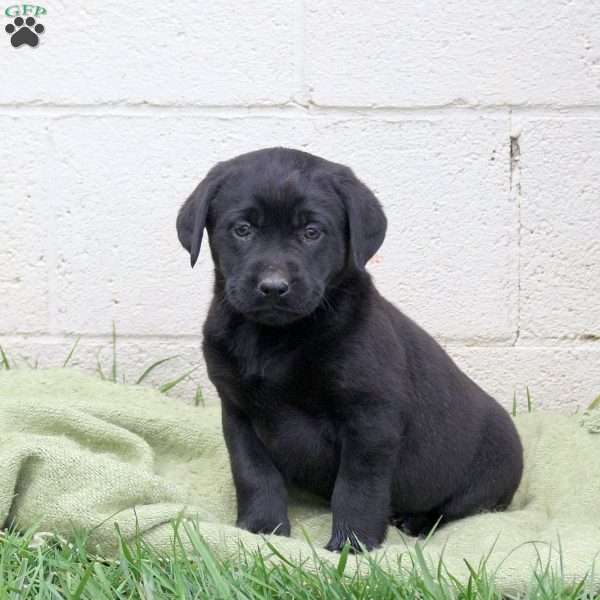 Fiji, Black Labrador Retriever Puppy