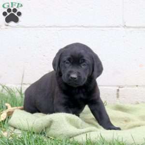 Fiji, Black Labrador Retriever Puppy