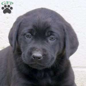 Fiji, Black Labrador Retriever Puppy