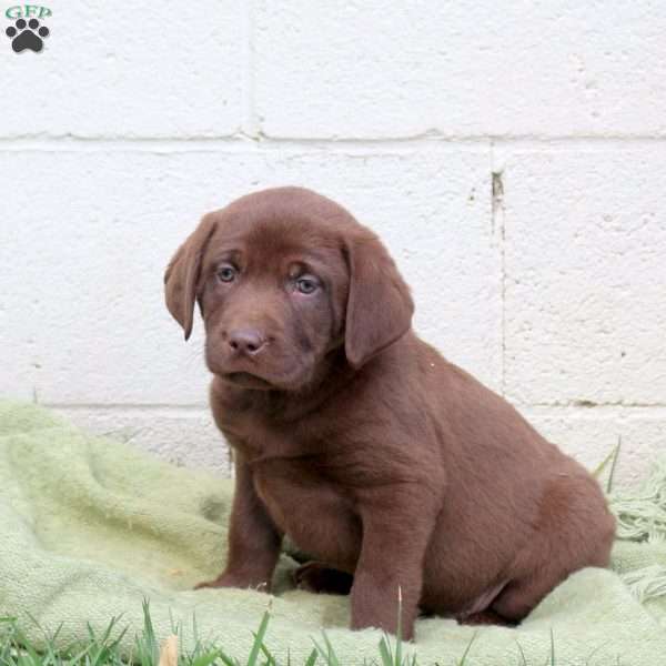 Finn, Chocolate Labrador Retriever Puppy