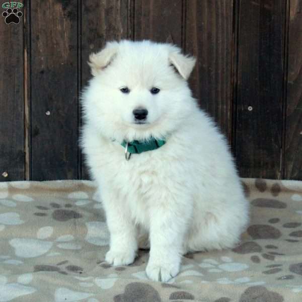 Finn, German Shepherd Mix Puppy