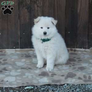 Finn, German Shepherd Mix Puppy