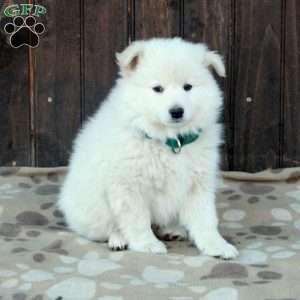 Finn, German Shepherd Mix Puppy