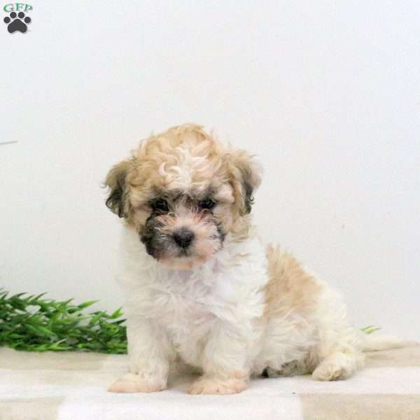 Fiona, Teddy Bear Puppy