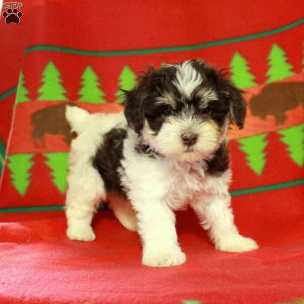 Fiona, Havapoo Puppy