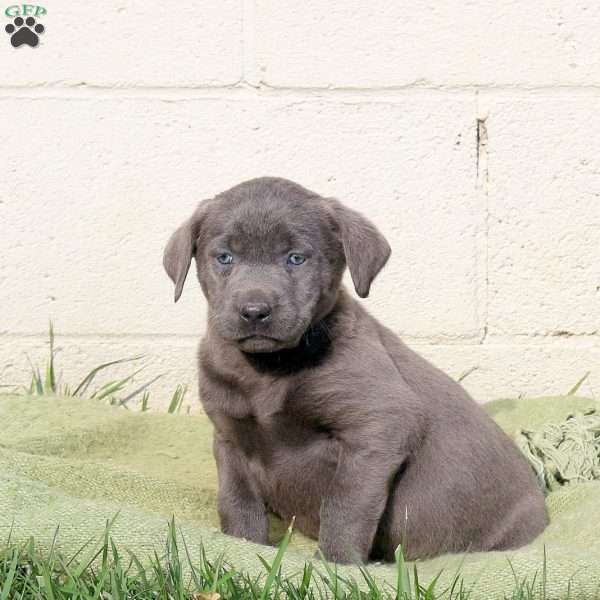 Fiona, Charcoal Labrador Retriever Puppy