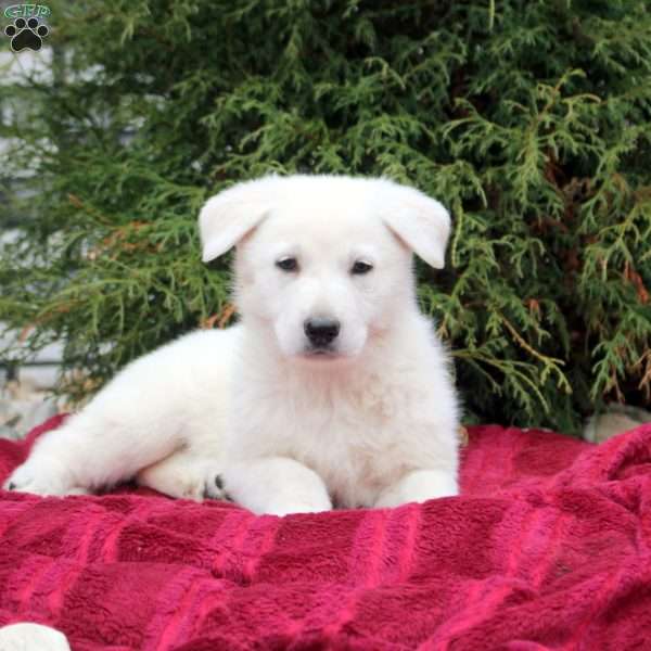 Fiona, German Shepherd Puppy