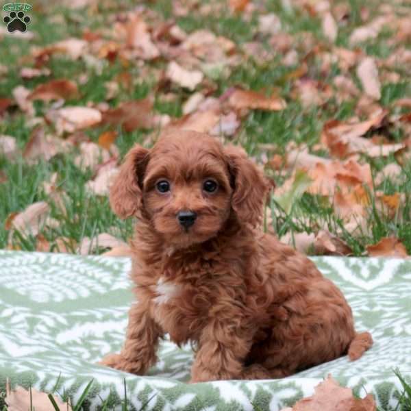 Fiona, Cavapoo Puppy