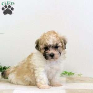 Fiona, Teddy Bear Puppy