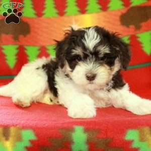 Fiona, Havapoo Puppy