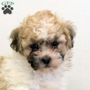 Fiona, Teddy Bear Puppy