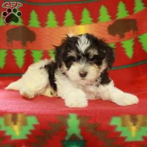 Fiona, Havapoo Puppy