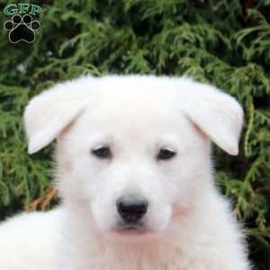 Fiona, German Shepherd Puppy