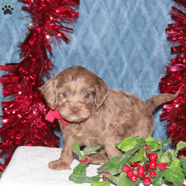 Fireball, Cockapoo Puppy
