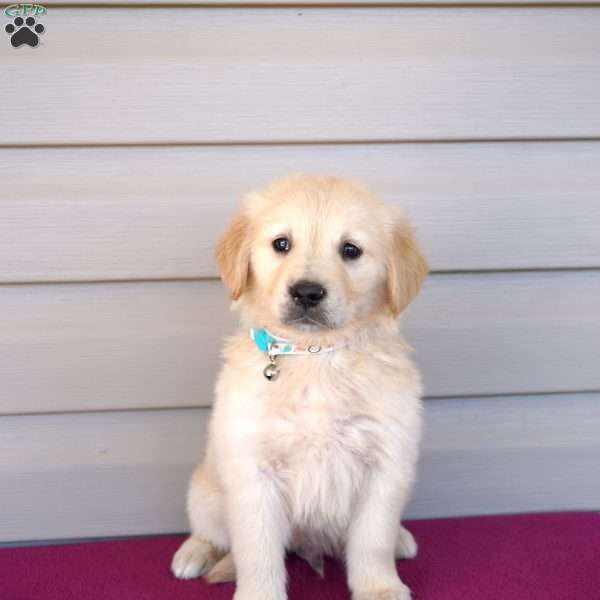 Fitz, Golden Retriever Puppy