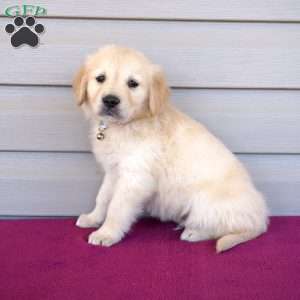 Fitz, Golden Retriever Puppy