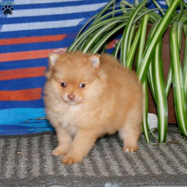 Flash, Pomeranian Puppy