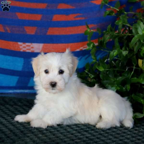 Flash, Havanese Puppy