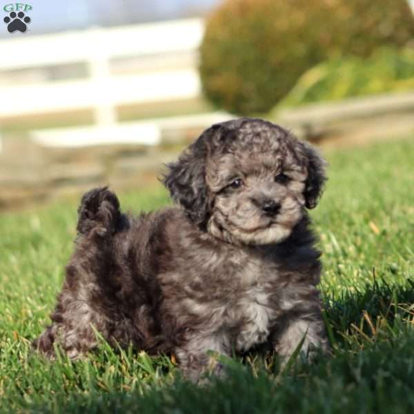 Flash, Bich-Poo Puppy