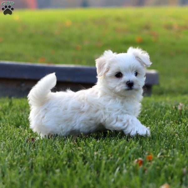 Flash, Maltese Puppy