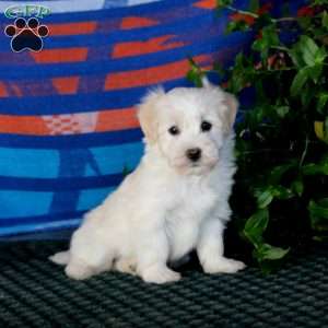 Flash, Havanese Puppy