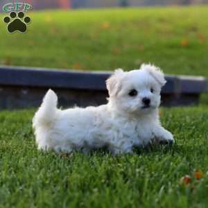 Flash, Maltese Puppy