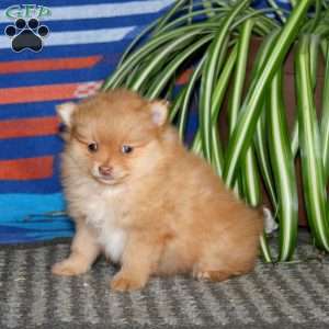 Flash, Pomeranian Puppy