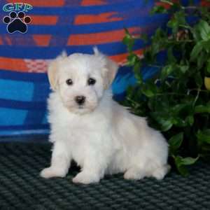 Flash, Havanese Puppy