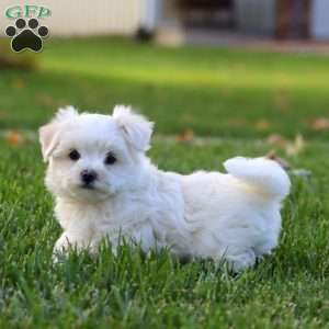 Flash, Maltese Puppy