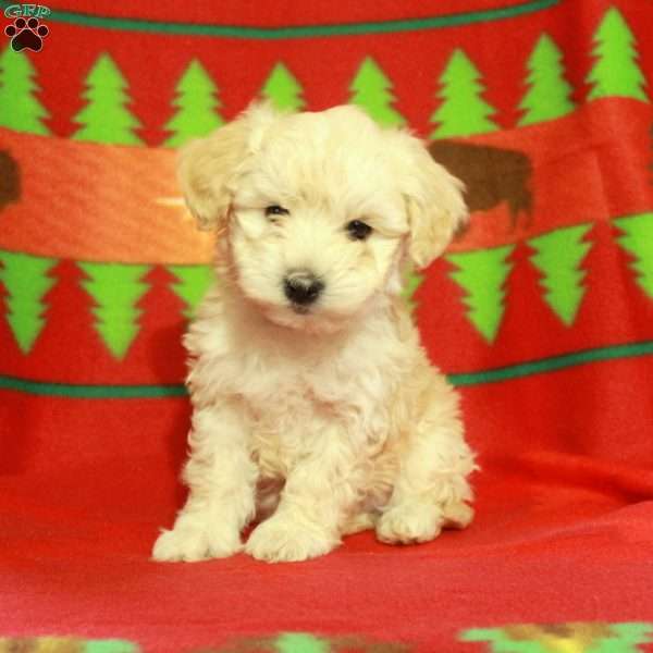 Fletcher, Havapoo Puppy