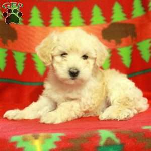 Fletcher, Havapoo Puppy