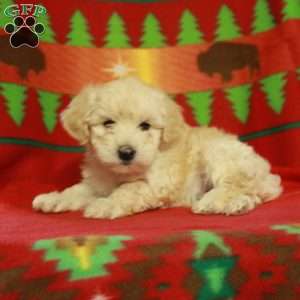 Fletcher, Havapoo Puppy