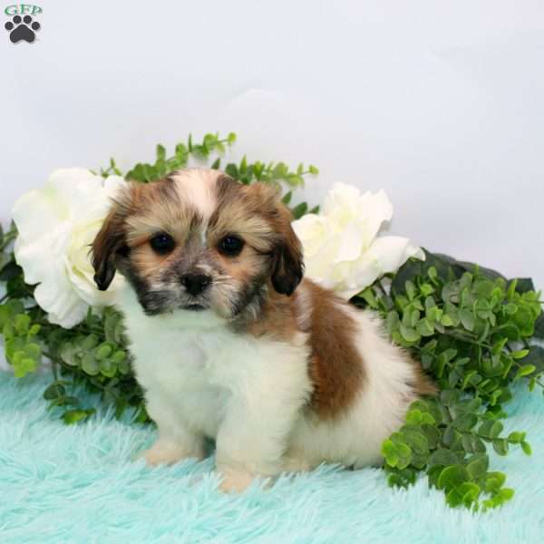 Fletcher, Teddy Bear Puppy