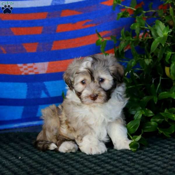 Flexus, Havanese Puppy