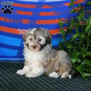 Flexus, Havanese Puppy