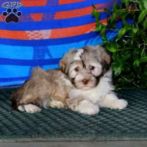 Flexus, Havanese Puppy